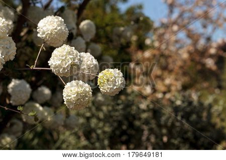 Chinese snowball tree in bloom with white flowers Viburnum macrocephalum in spring