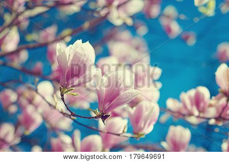 spring magnolia flowers, natural abstract soft floral background