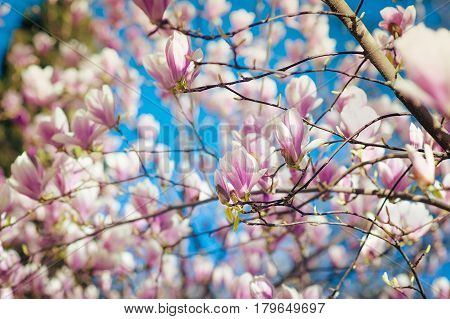 Perfect Blossom. Magnolia tree blossom during spring time in Europe