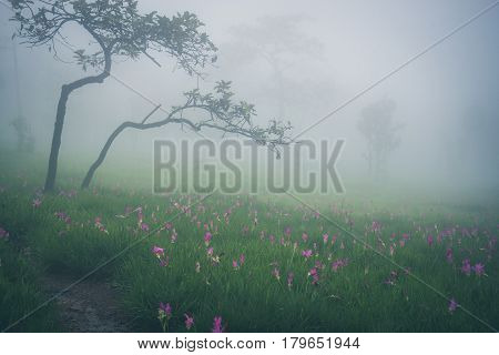 Wallpaper background garden park outdoor fog down flower garden Curcuma sessilis..thailand Tropical forests