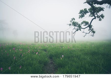 Wallpaper background garden park outdoor fog down flower garden Curcuma sessilis..thailand Tropical forests
