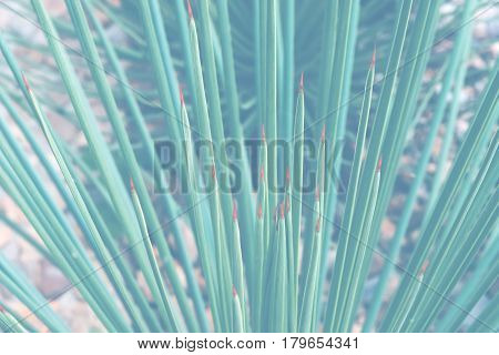 background nature. Natural background Leaves of Succulent Plant. Agave