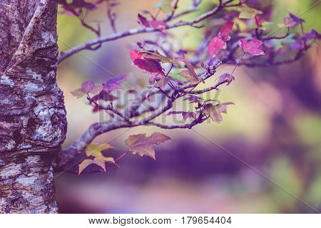 background nature. Natural background Bonsai maple trees.