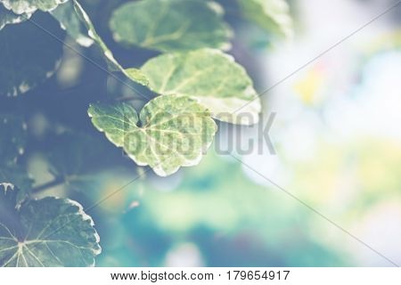 background blur natural and light background in the park. Background blurred leaves Morning sunlight. Polyscias leaves