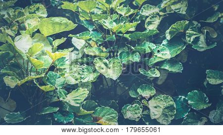 Natural background of green leaves. Background leaves green. Polyscias