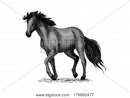 Horse sketch of black arabian stallion. Purebred racehorse or wild mustang walking a trot pace. Equestrian sport and horse racing themes or t-shirt print design