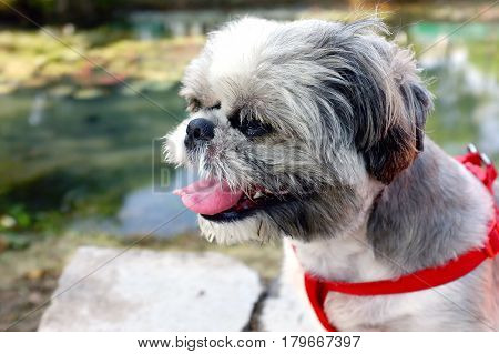 close up adorable Shih Tzu puppy with red harness looking natural scenic in public park, single cute small fat dog furry fluffy sitting on concrete bench by the pond amid the tranquility of nature