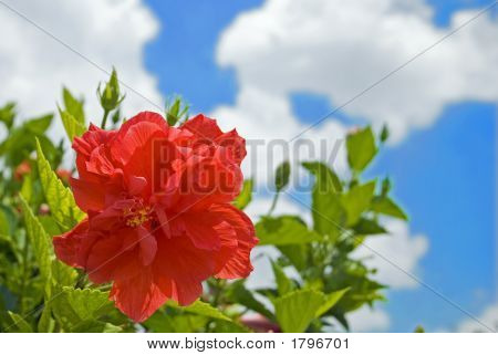 Red Flower