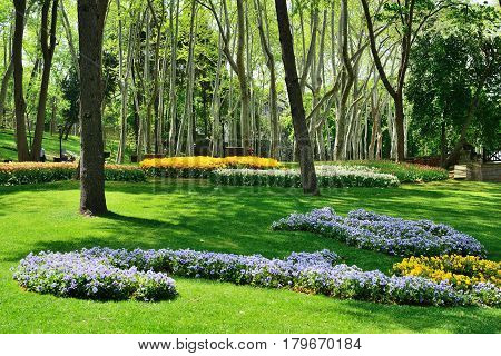 Flovers in Gulhane Park Sultan Ahmet Istanbul Turkey.