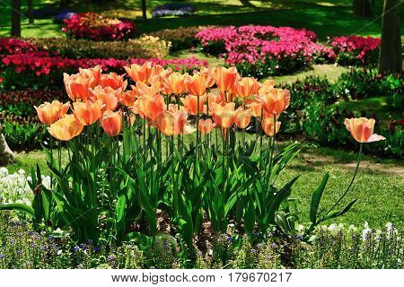 Tulips in Gulhane Park Sultan Ahmet Istanbul Turkey.