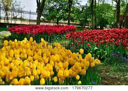 Tulips in Gulhane Park Sultan Ahmet Istanbul Turkey.