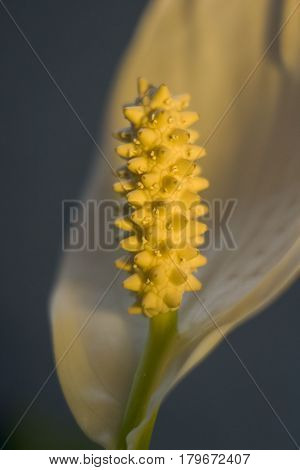 Macro picture of a blossoming white flower at home