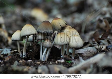 Coprinus xanthothrix Fungi, group of mushrooms growing in a wild