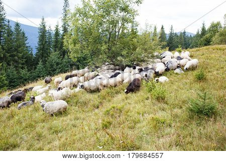 Sheep grazing on mountain pasture. Farm livestock background