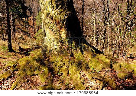 Road to and Landscape in Poiana Brasov. Brasov is a town situated in Transylvania, Romania, in the center of the country. 300.000 inhabitants. Poiana Brasov 12 km near Brasov is a touristic and winter station.
