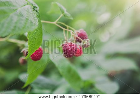 Raspberries on a bush. Closeup of fresh organic berries with green leaves on raspberry cane. Summer garden in village. Growing harvest at farm