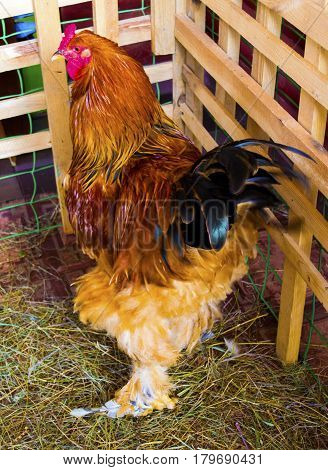 Rooster Brama. Breed Brama is a decorative breeds of chickens
