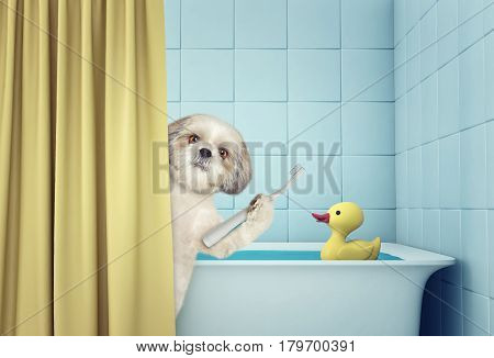 cute shitzu in the bath clean the teeth