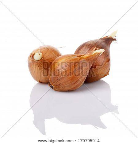 Close-up of iris bulbs isolated on white. Flower bulbs ready for planting. Springtime. Gardening concept.