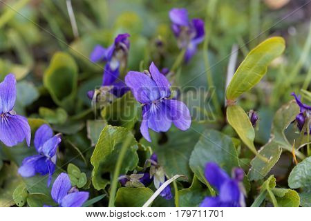 Flowers of an early dog violet (Viola reichenbachiana)
