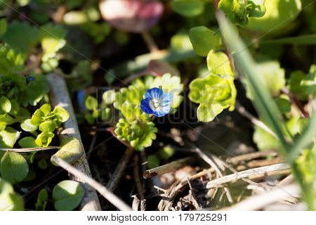 Flower of a winter speedwell (Veronica persica)