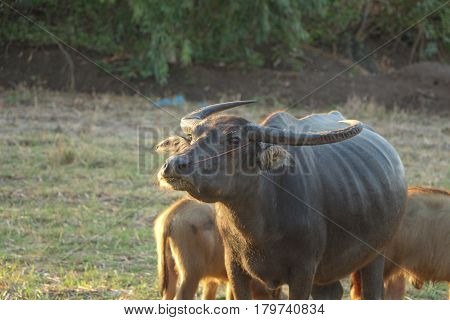 The lifesyle of buffaloes in northern of Thailand in the afternoon