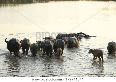 The lifesyle of buffaloes in northern of Thailand in the afternoon