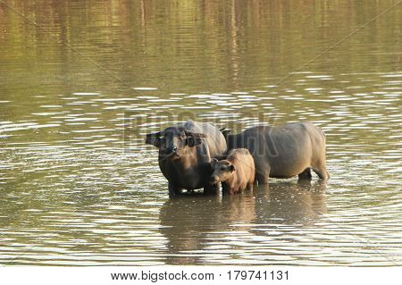 The lifesyle of buffaloes in northern of Thailand in the afternoon