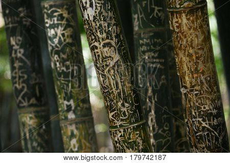 Green and brown stems of bamboo with carved inscriptions on them