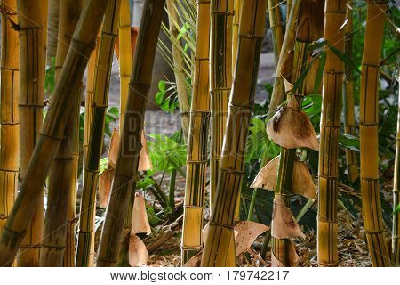 Yellow with green strips of bamboo stalks in the sun