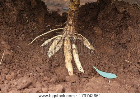 This picture is a cassava plantation in the western of Thailand