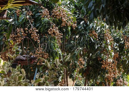 This is a picture of longans in mature season which is ready for cultivation