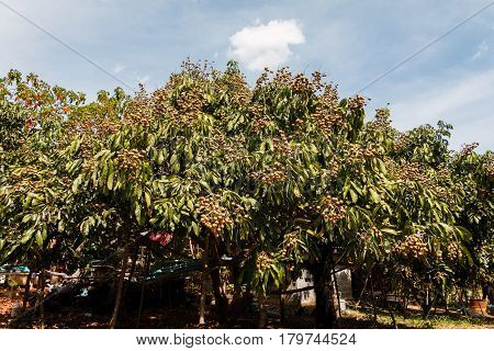 This is a picture of longans in mature season which is ready for cultivation