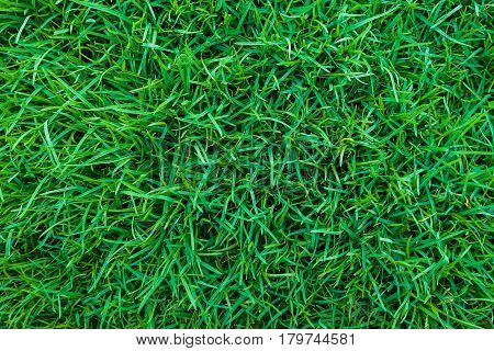 Green Grass Background Top View