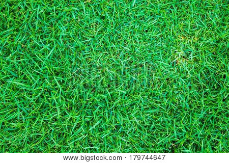 Green Grass Background Top View