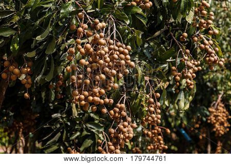 This is a picture of longans in mature season which is ready for cultivation