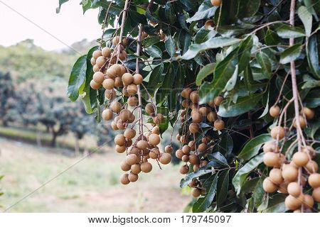 This is a picture of longans in mature season which is ready for cultivation