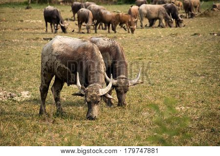 Buffalo and herd are eating grass in outdoor farm park