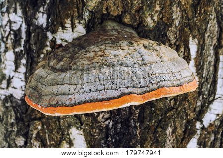 mushroom; outgrowth on the trunk of a tree a texture of a birch bark