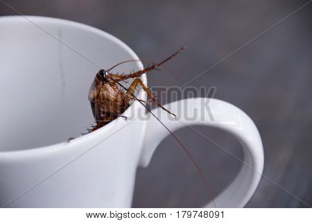 Close up cockroach in white cup drink