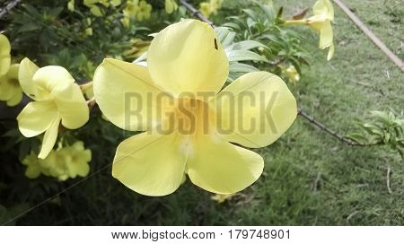 A bouquet of yellow with natural beauty.