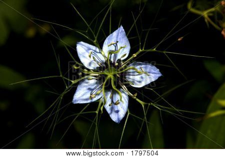 Blomst