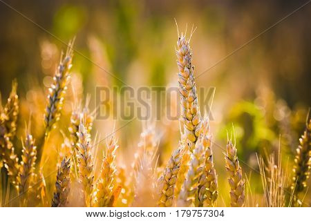 Summer. Sunset. Ripe spikelets of wheat on a green background. Horizontal frame. Soft focus.