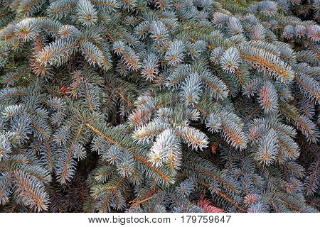 Fir branches Blue lush spruce branch textured background green spruce