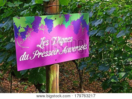 Auvers sur Oise France - august 14 2016 : vineyard