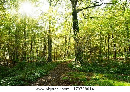 Verneuil sur Seine; France - october 30 2016 : the forest in the west of the city