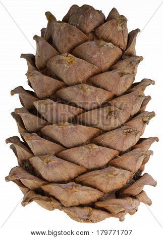 A lump of cedar isolated closeup on white background