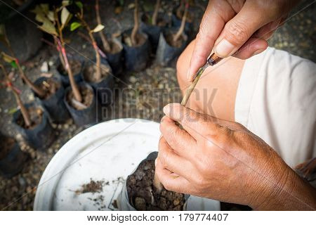 Grafting durain tree man hand use blade graftage tree for plant propagation.