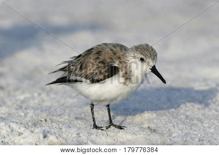 A Sanderling, Calidris alba in winter plumage walking on the beach in Florida