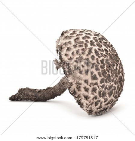 strobilomyces strobilaceus mushroom isolated on white background